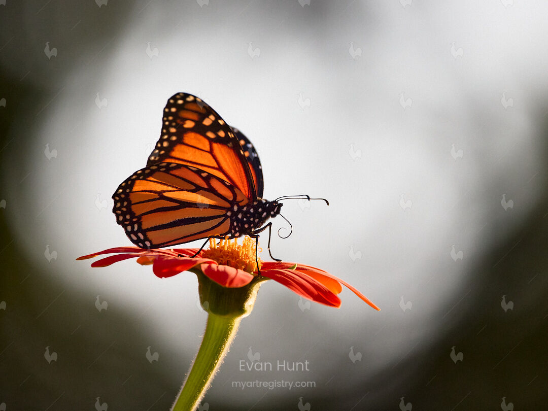 Uplifting Wings