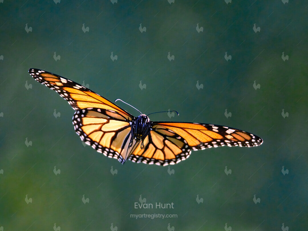 On Amber Wings