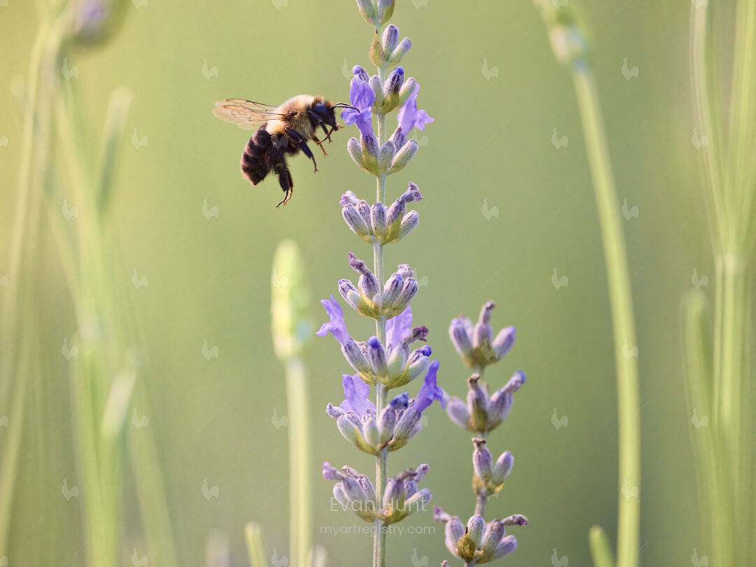 Lavender Dreams