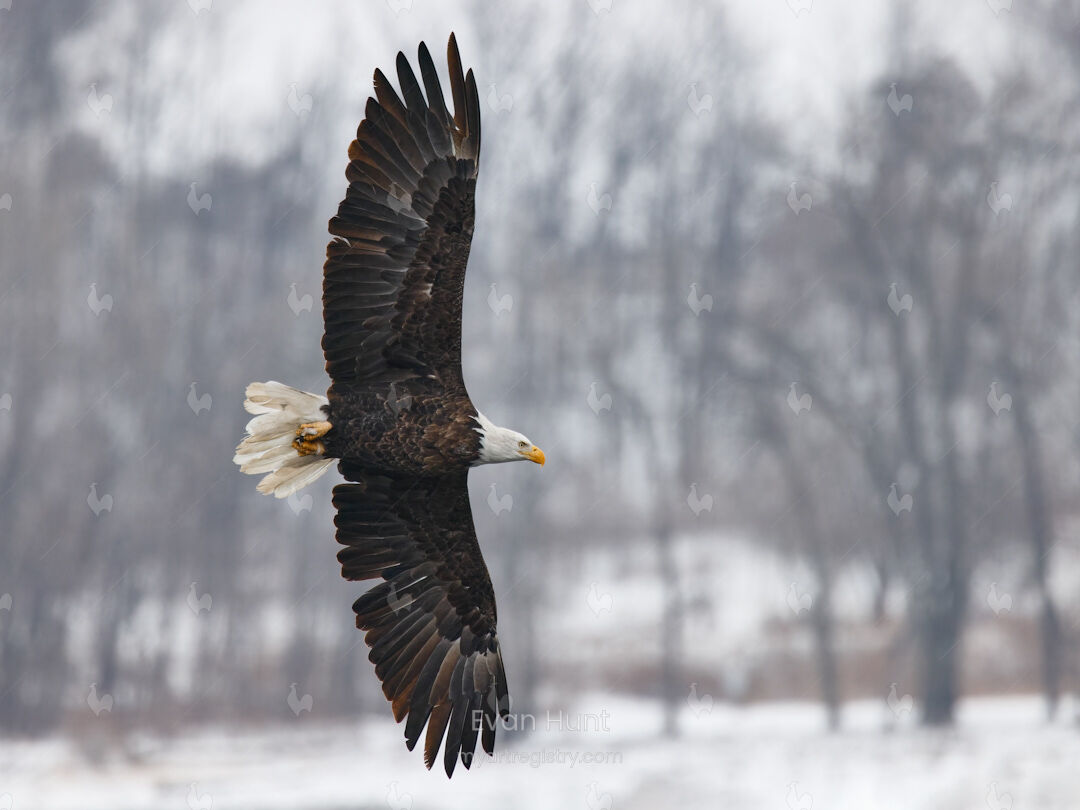 Weathered Wings
