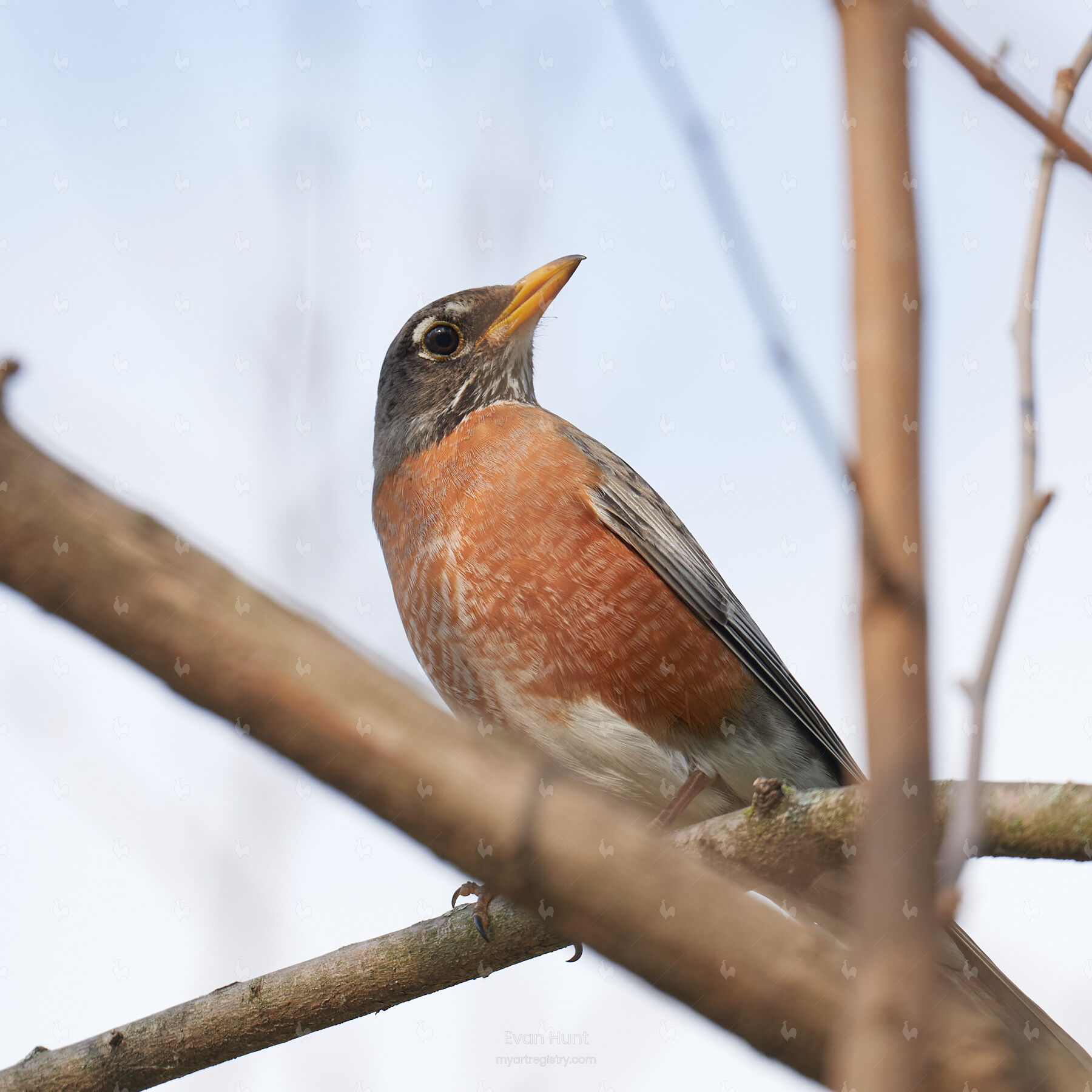 American Robin