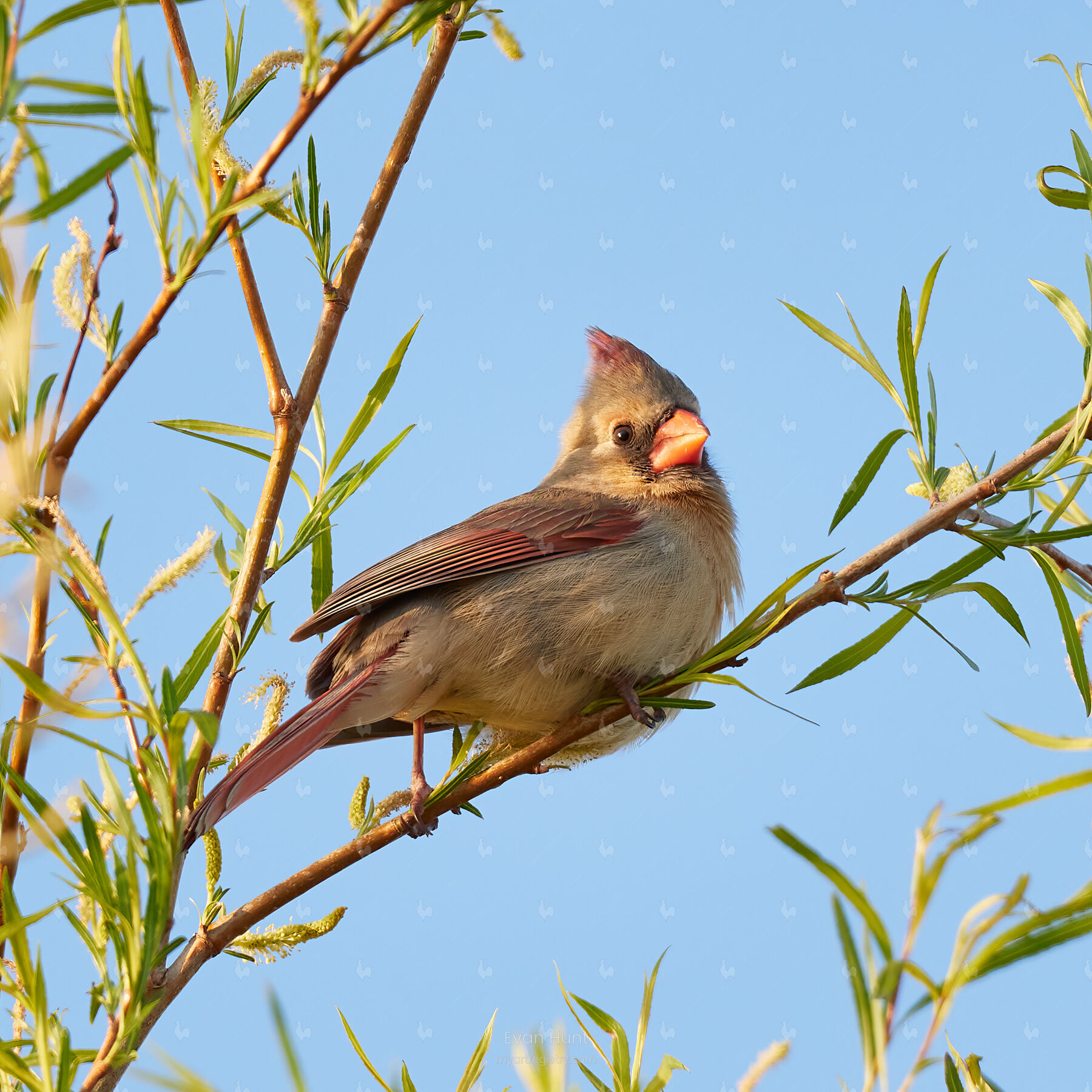 Northern Cardinal