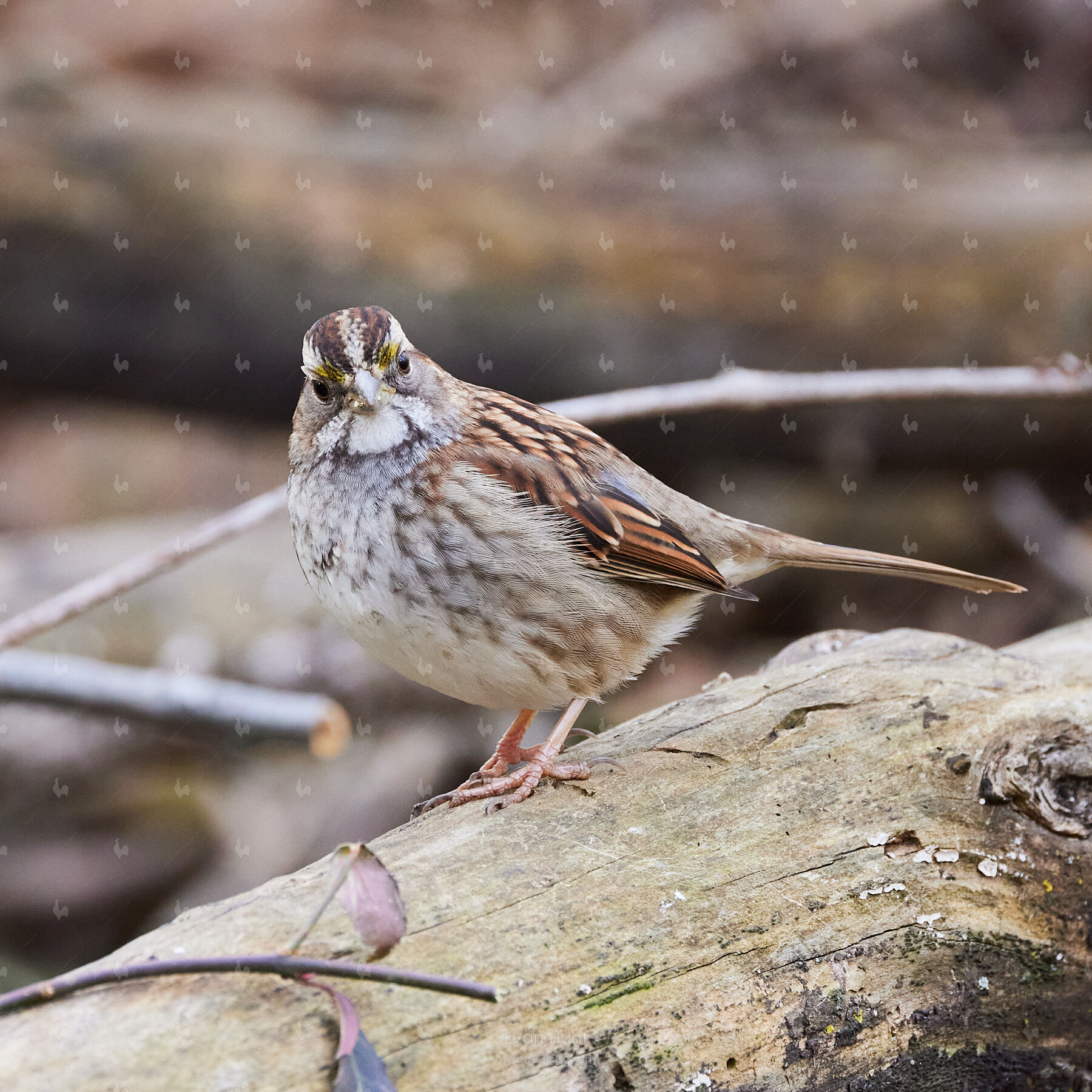White-throated Sparrow