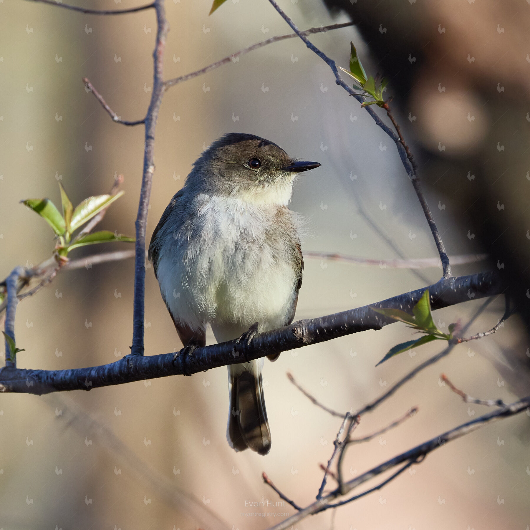 Eastern Phoebe