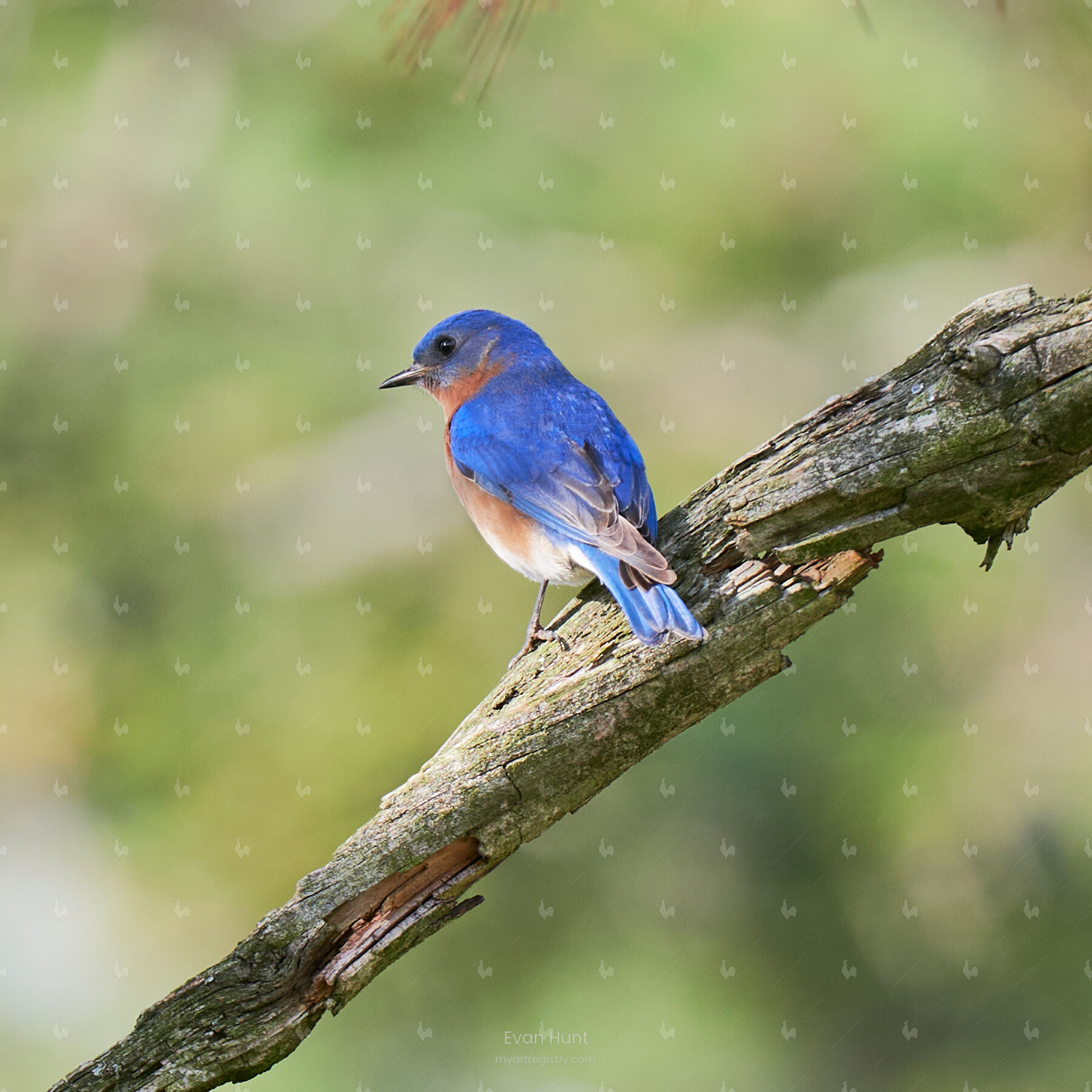 Eastern Bluebird