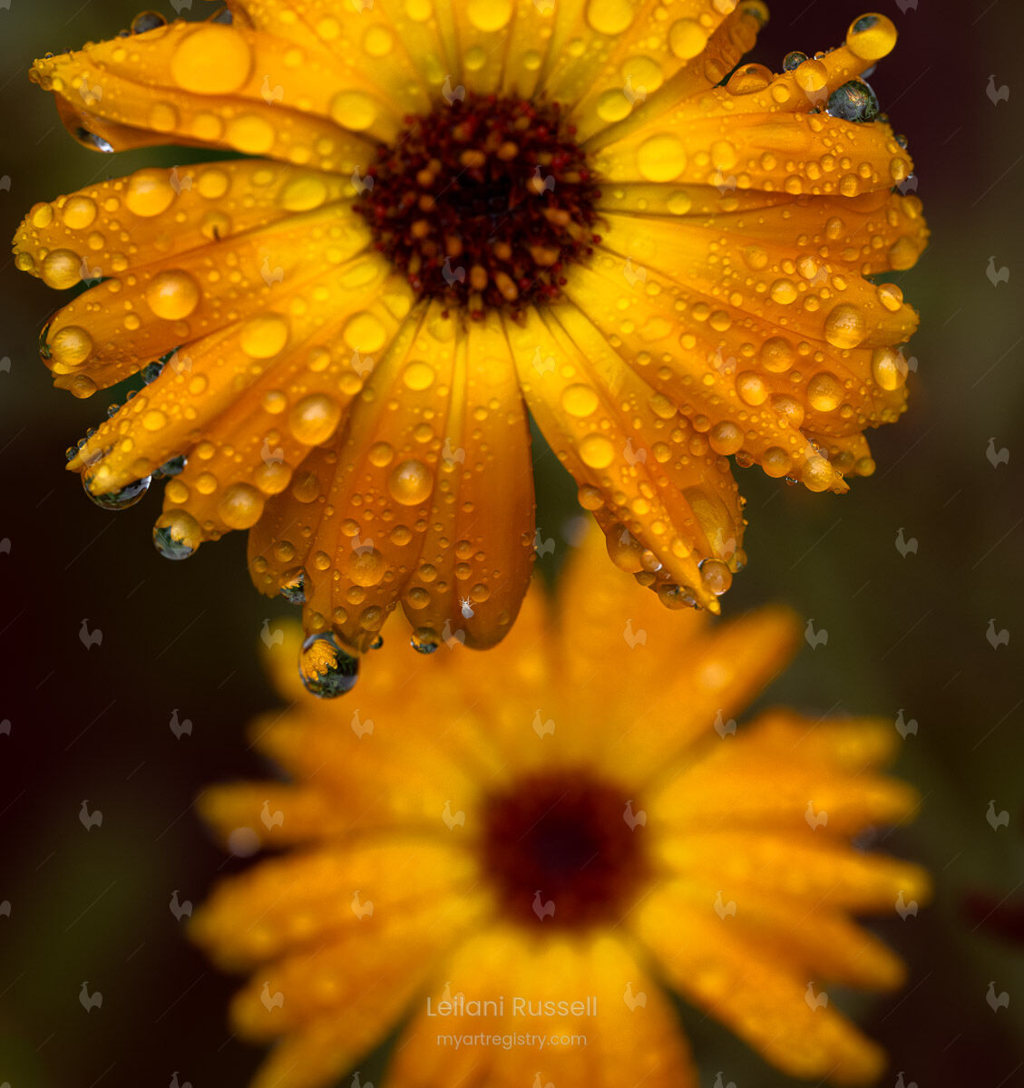 Marigolden Reflection