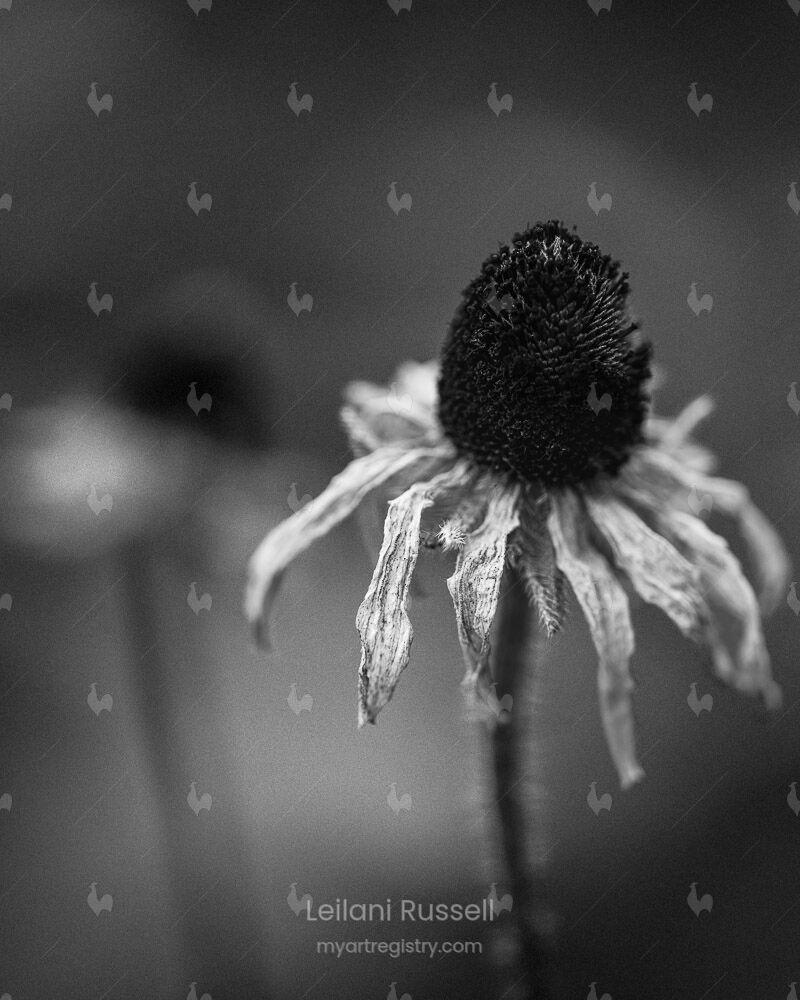 Perennial