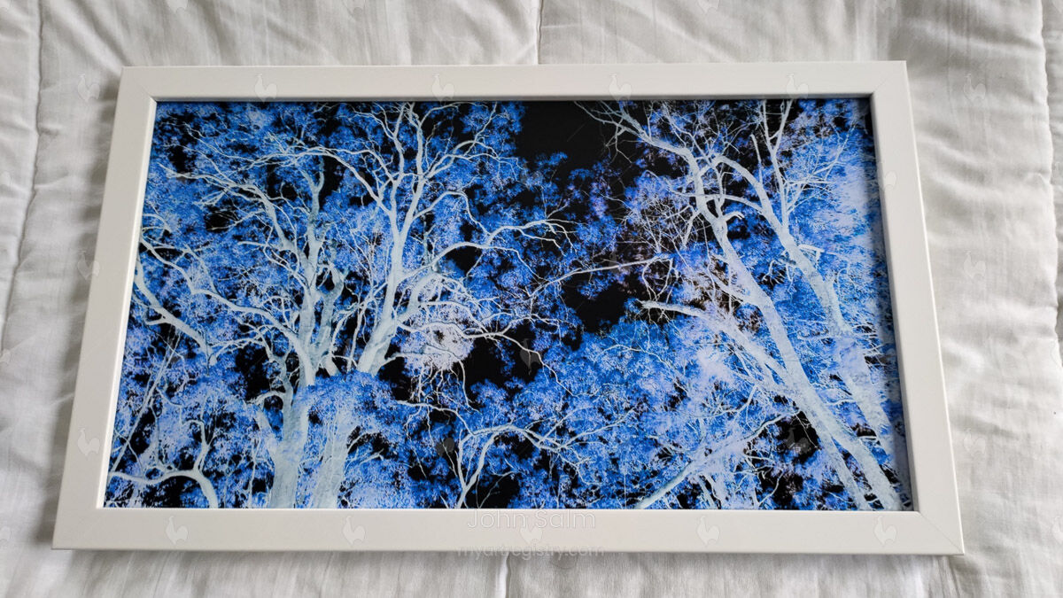 Blue Gum