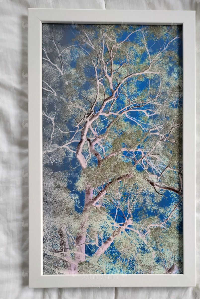 Gum Tree