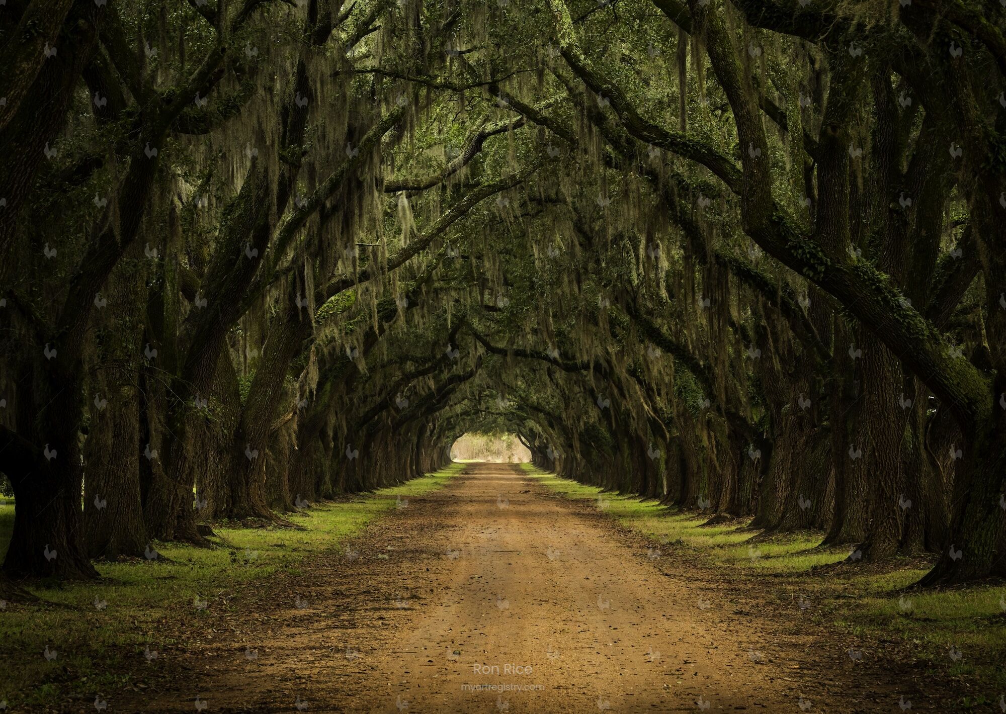 Oak Alley