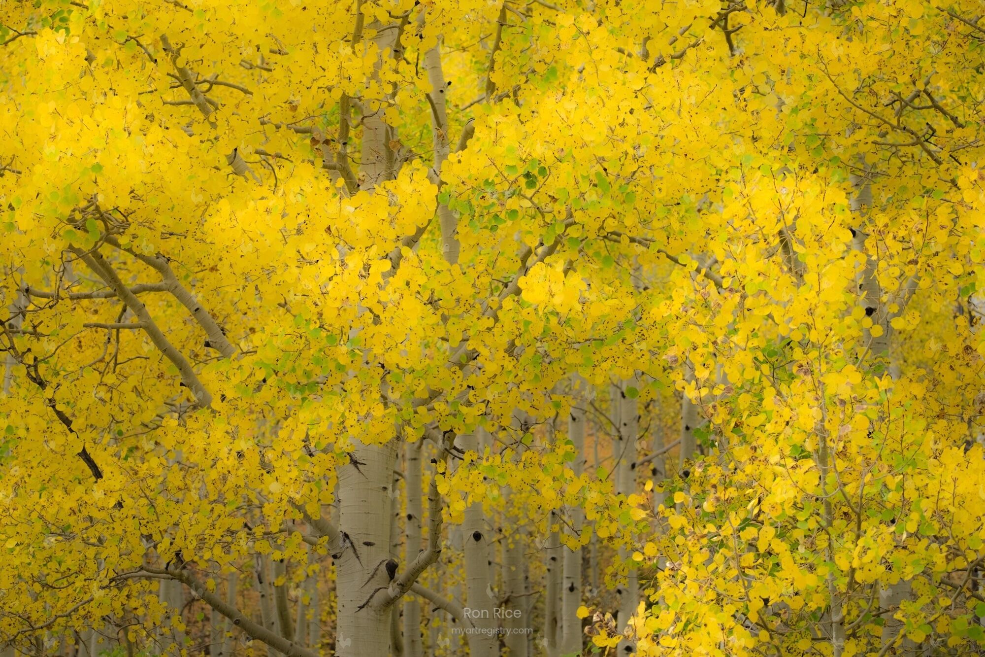 Aspens No. 2