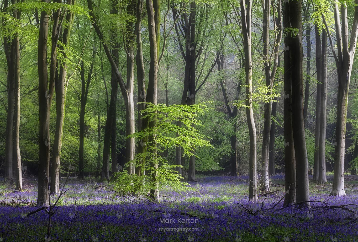 Bluebell Light