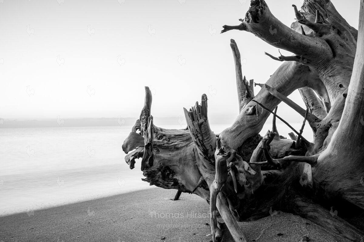 Root to the sea two