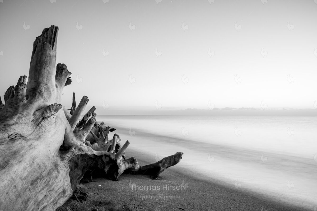 Root to the sea