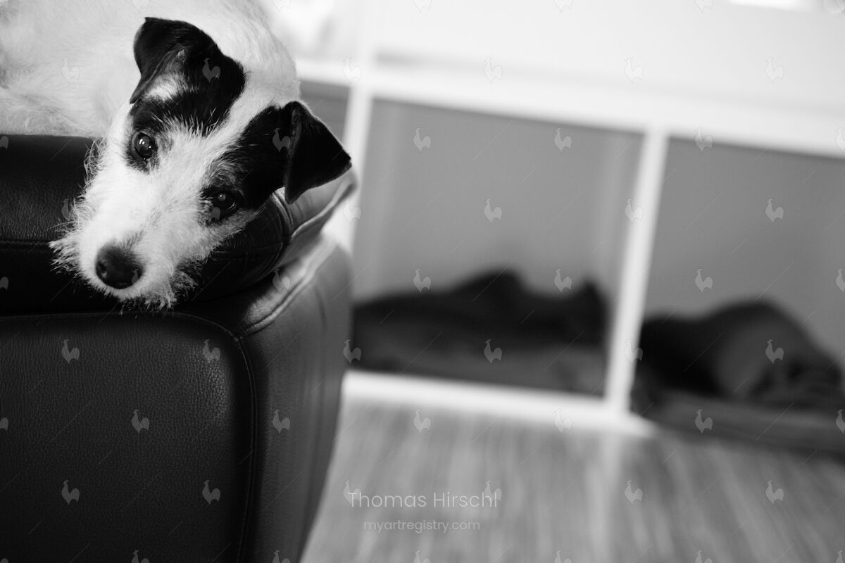 Timo