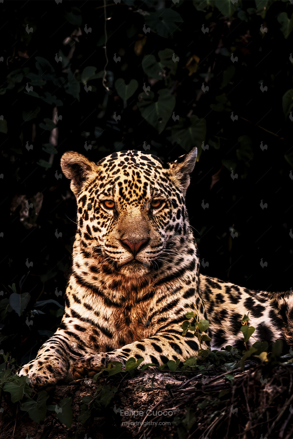 Majestade do Pantanal