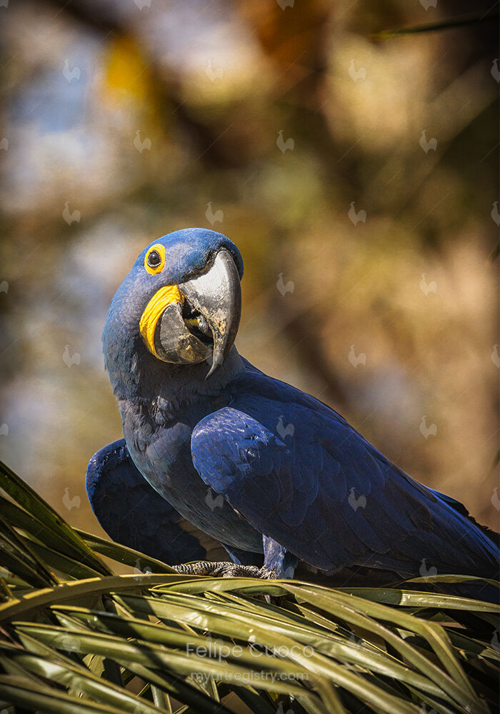 O Encanto da Arara Azul