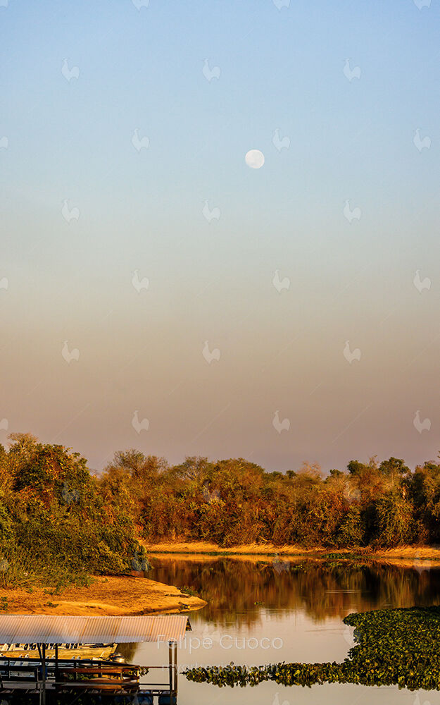 Lua ao Amanhecer no Pantanal