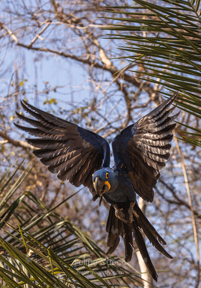 Voo Majestoso da Arara Azul