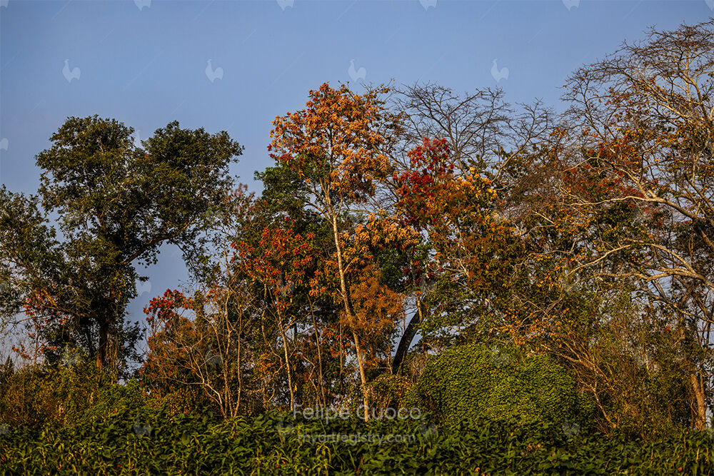 Paleta de Outono no Pantanal