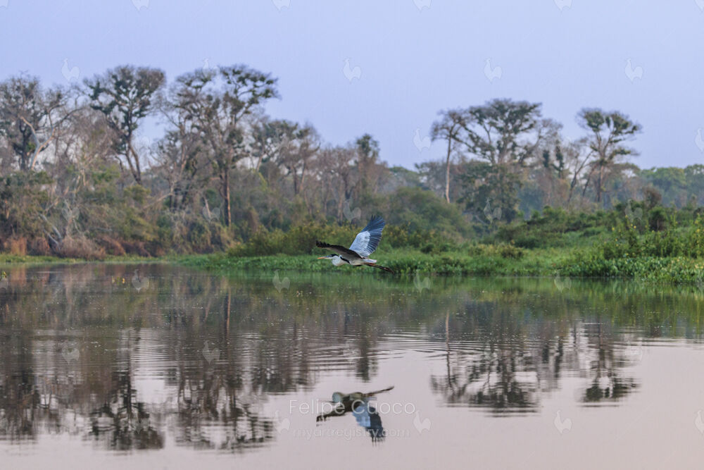 Voo Majestoso sobre o Rio Cuiabá