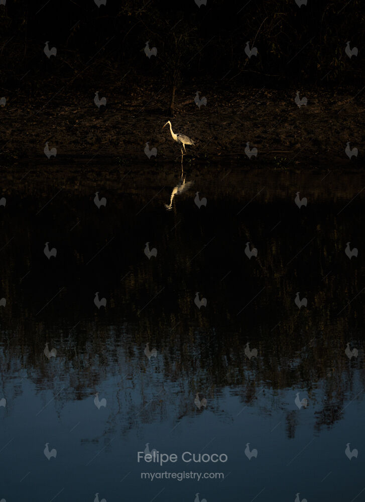 Garça-Moura refletida no silêncio do rio.