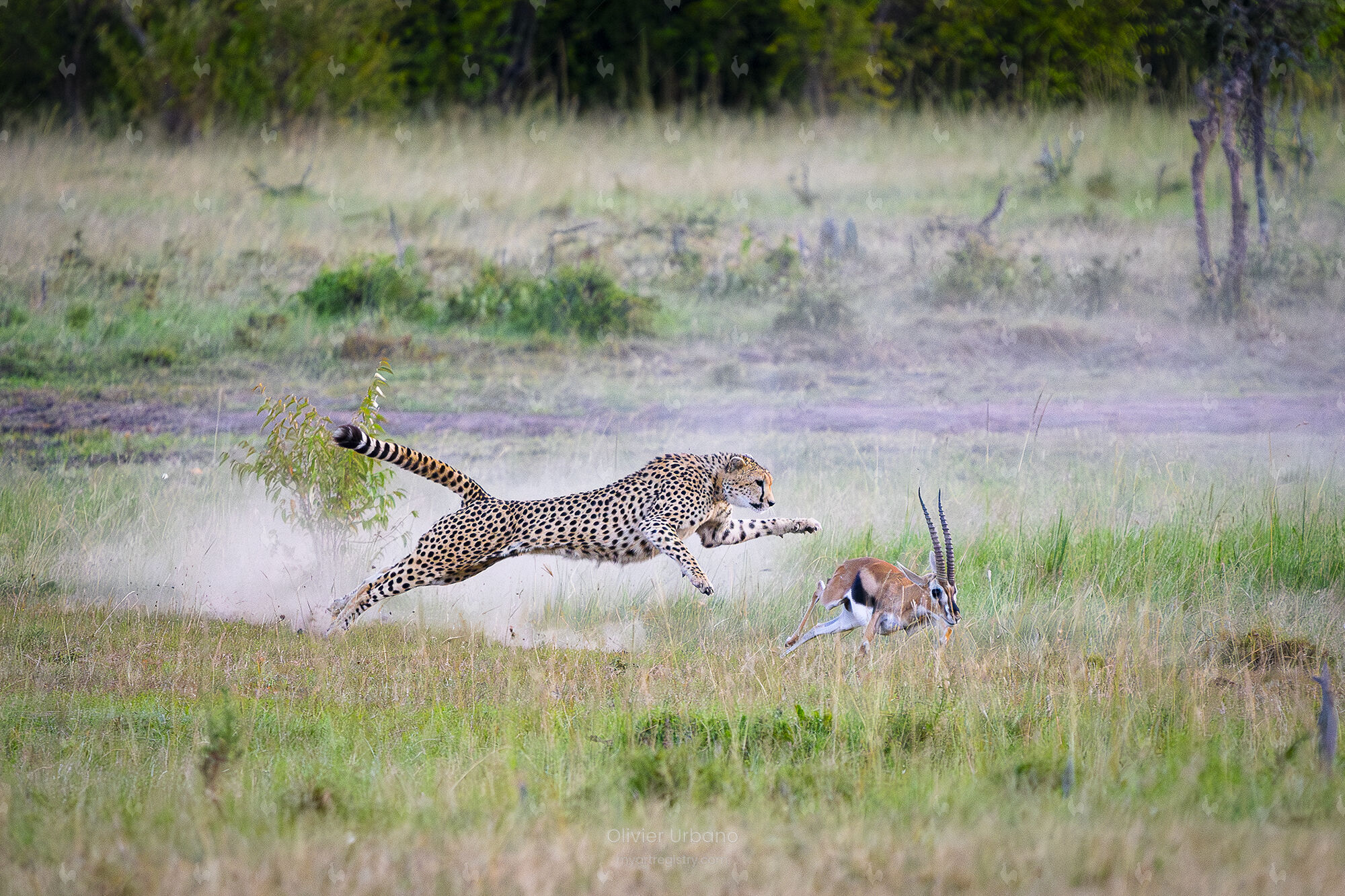 La chasse