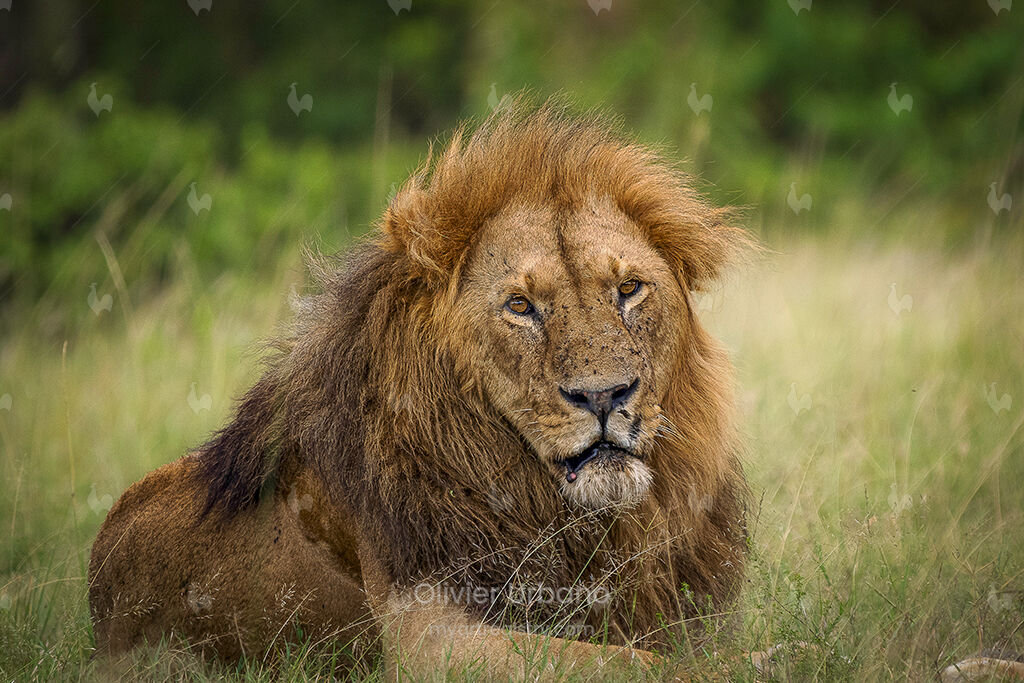 THE LION KING