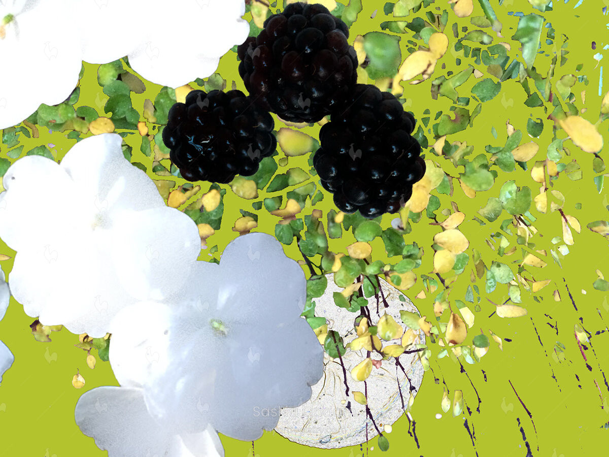 Blackberries I - 50 prints small unframed