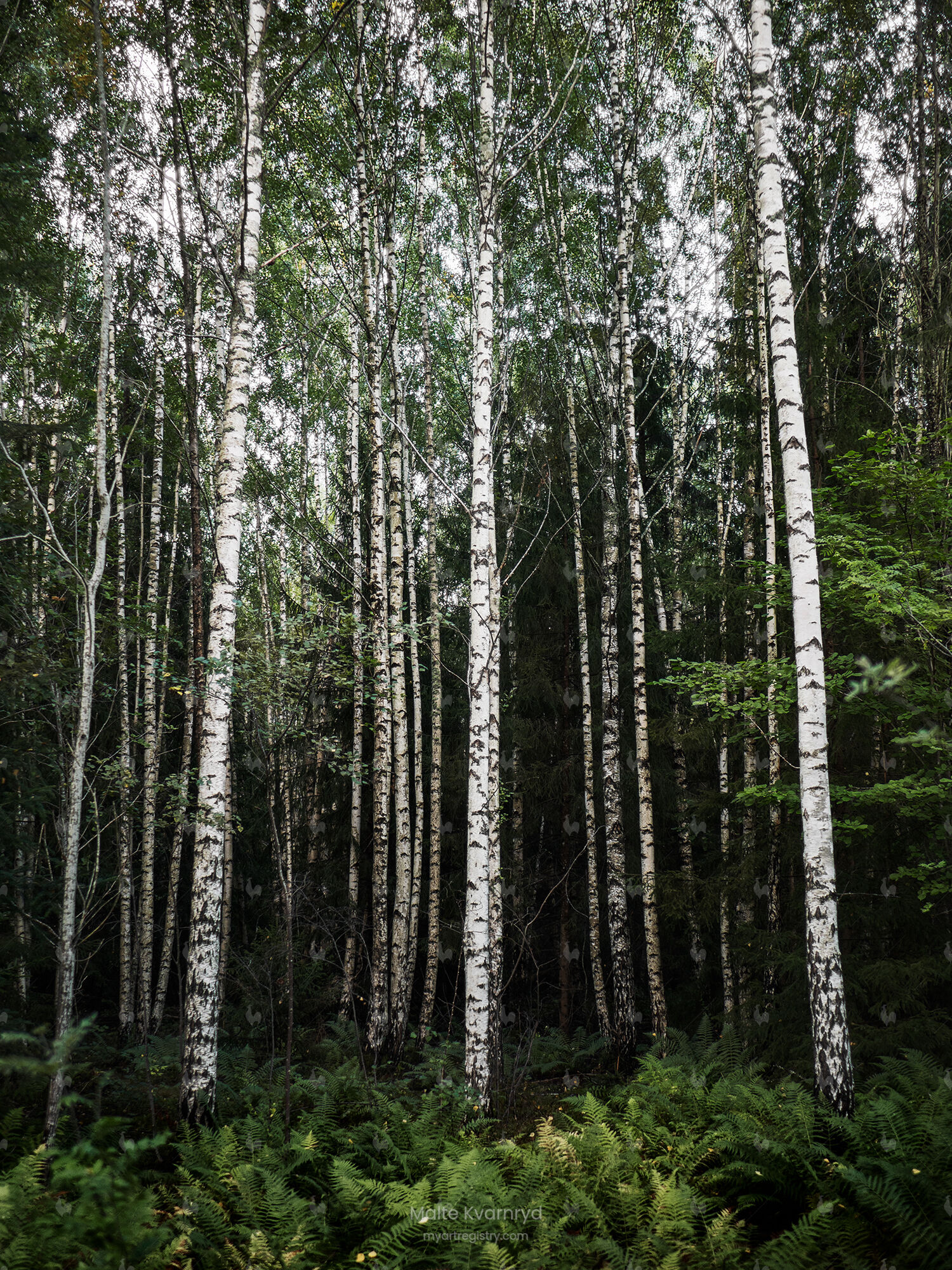 Björkskogen