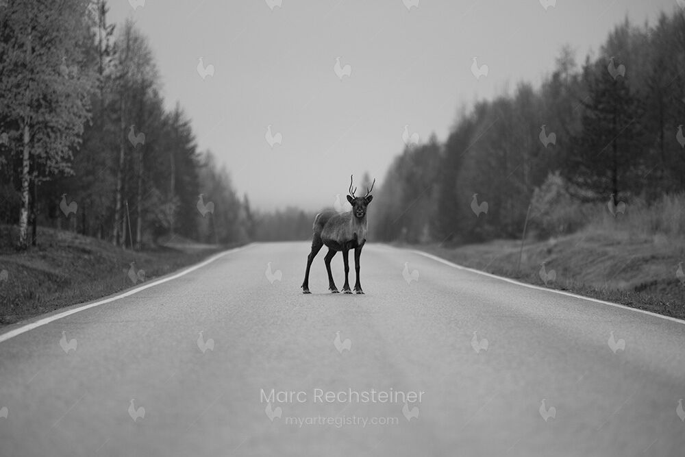 hello reindeer
