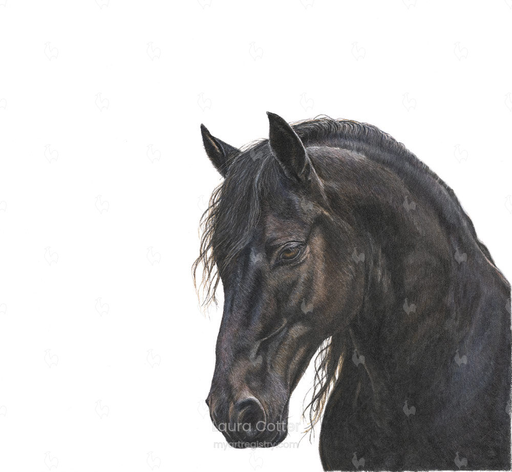 Andalusian Black Stallion