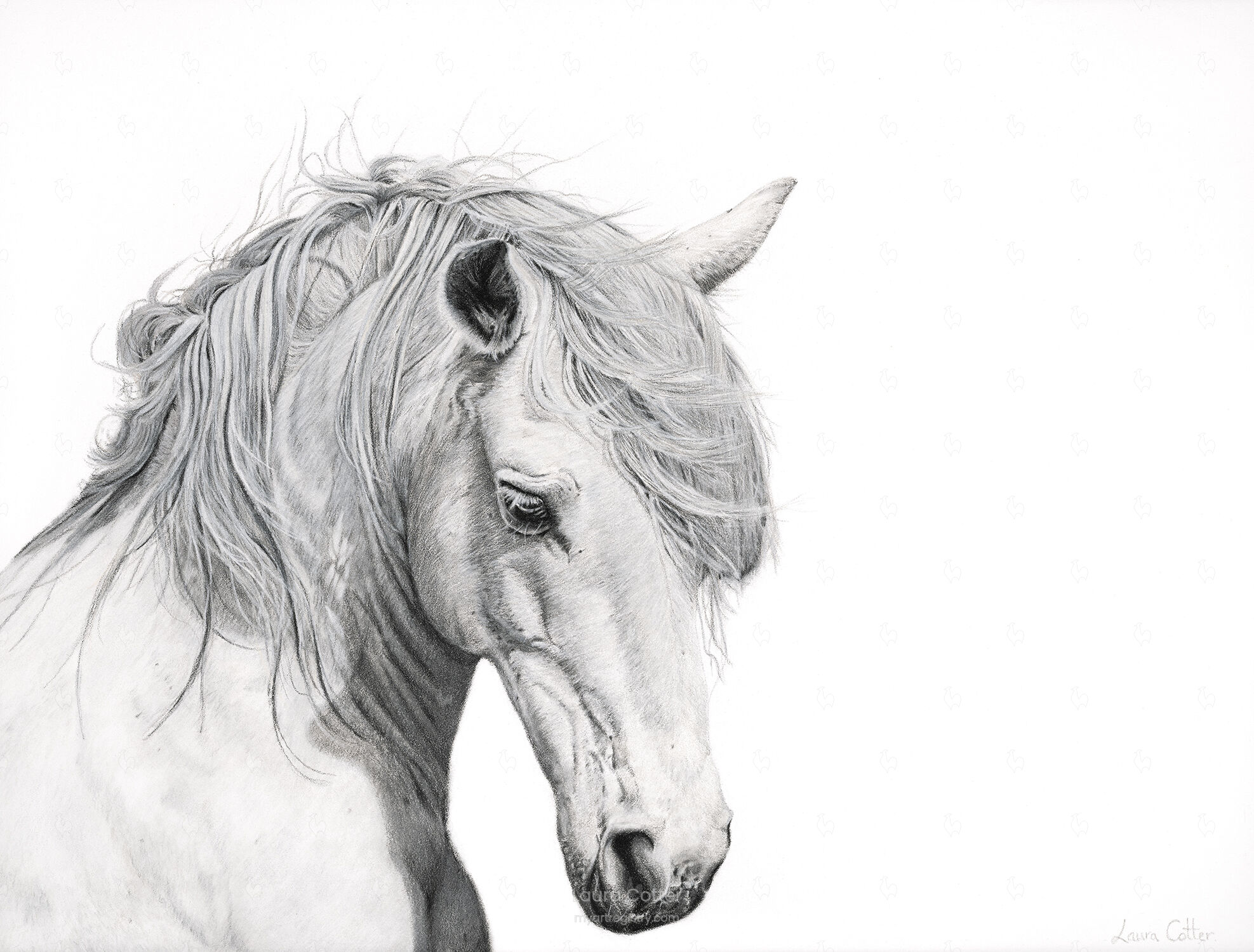 Andalusian Grey Stallion