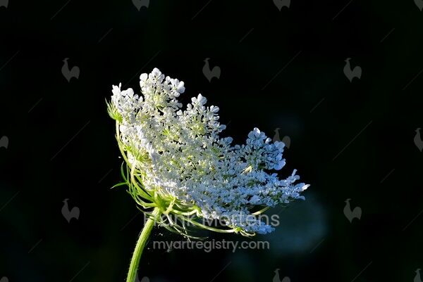 Ombelle de fleurs de carotte sauvage (Daucus carota) dans le jardin d’Hendrickje