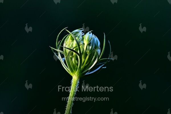 Ombelle de fleurs encore fermée d'une carotte sauvage (Daucus carota) dans le...