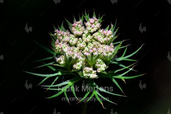 Bourgeons de fleurs de carotte sauvage (Daucus carota) dans mon jardin