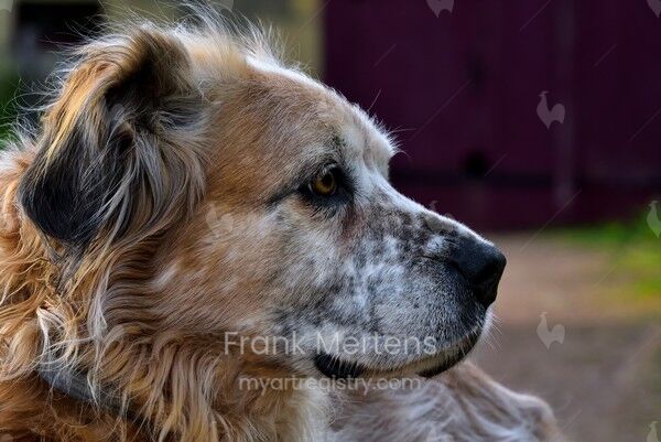 Jess, la chienne de Jean et Isabelle, dans leur jardin, regardant vers la droite