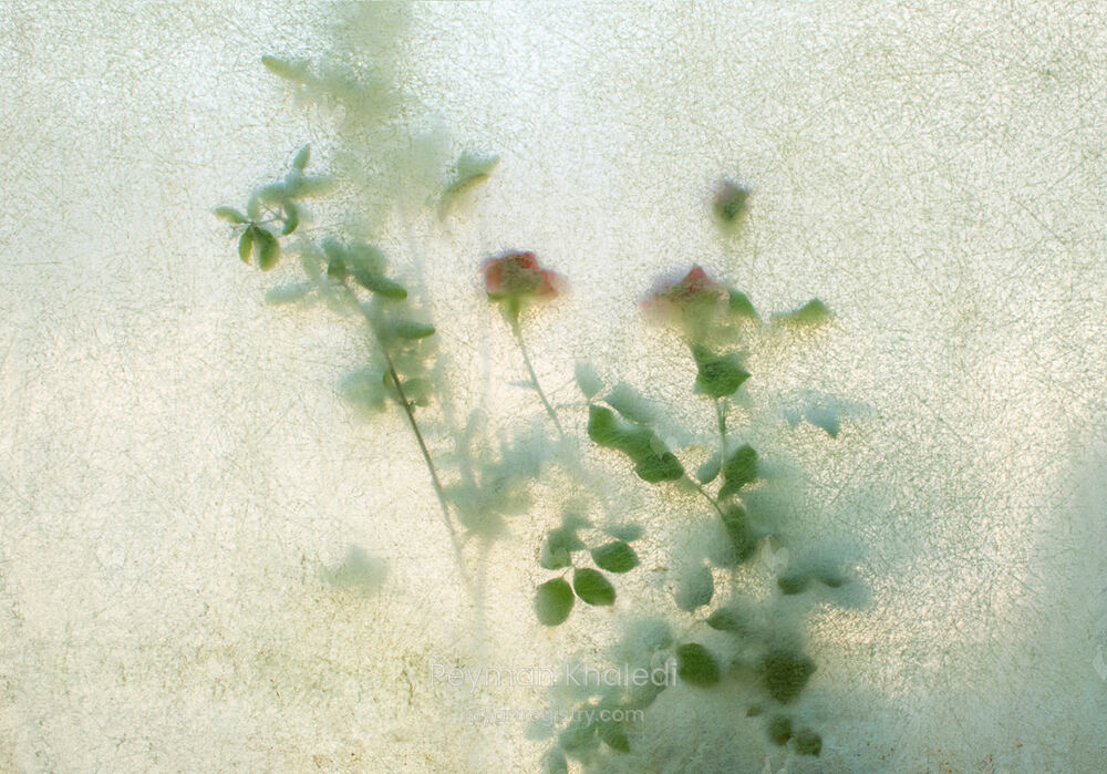 “Climbing Rose” from the series “Cocoon”