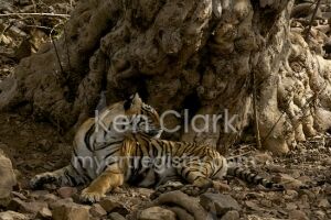 Sundari