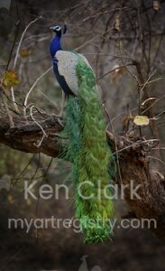 Peacock