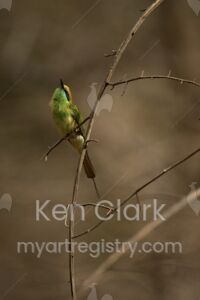 Green Bee Eater