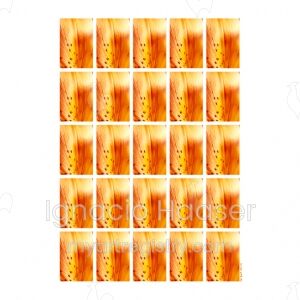 Imago