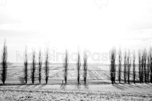 Bianco Cold Landscape 6
