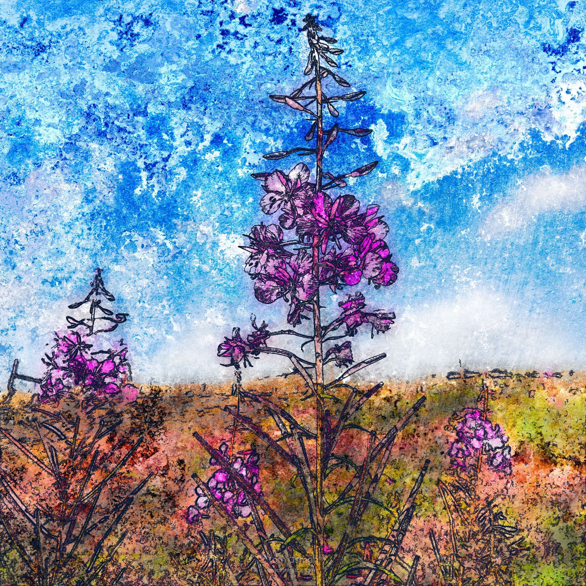 Fireweed