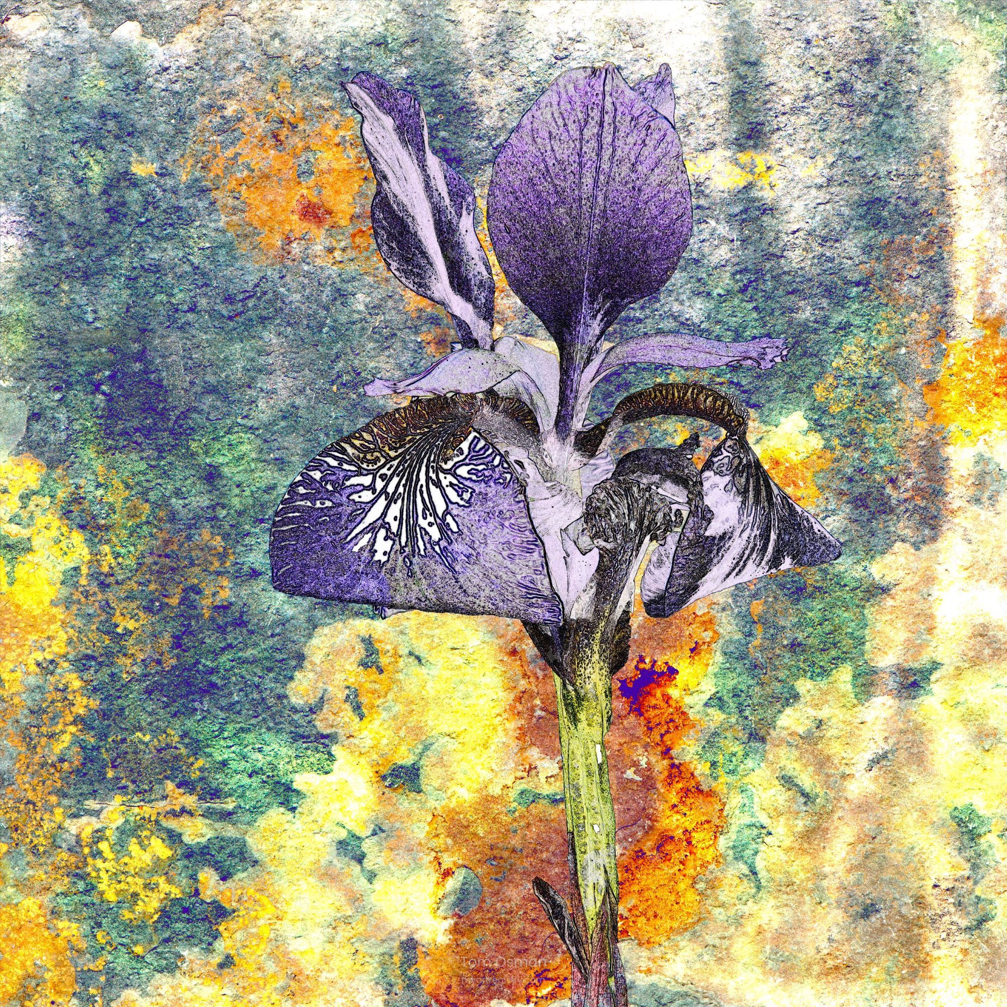 Iris
