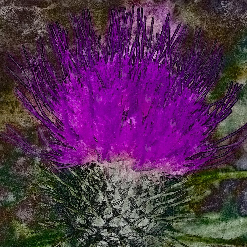 Covid Horizons 2