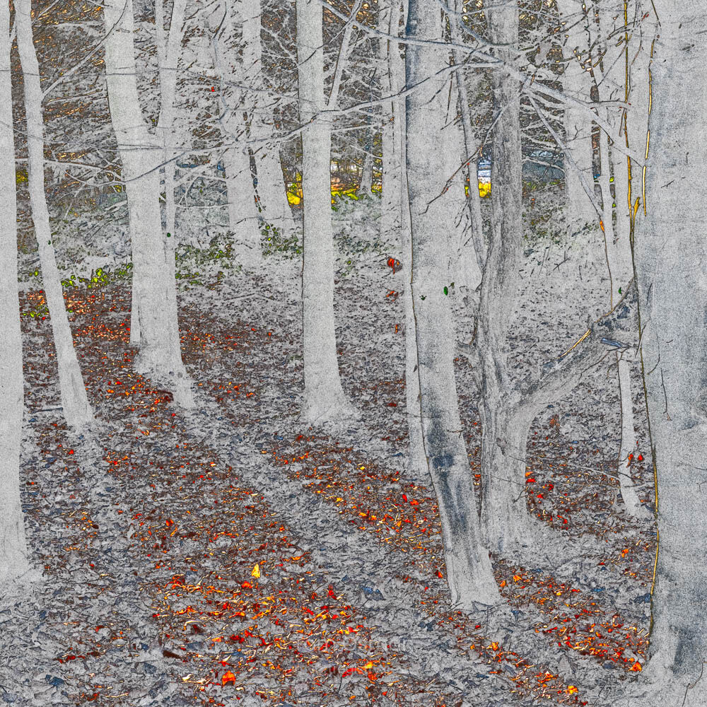 Autumn Light