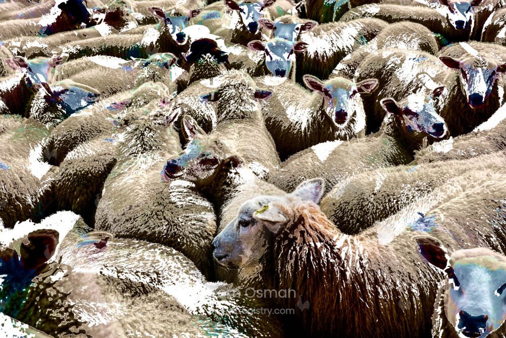 Thurlstone sheep II