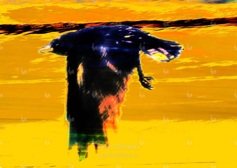 All crows are black