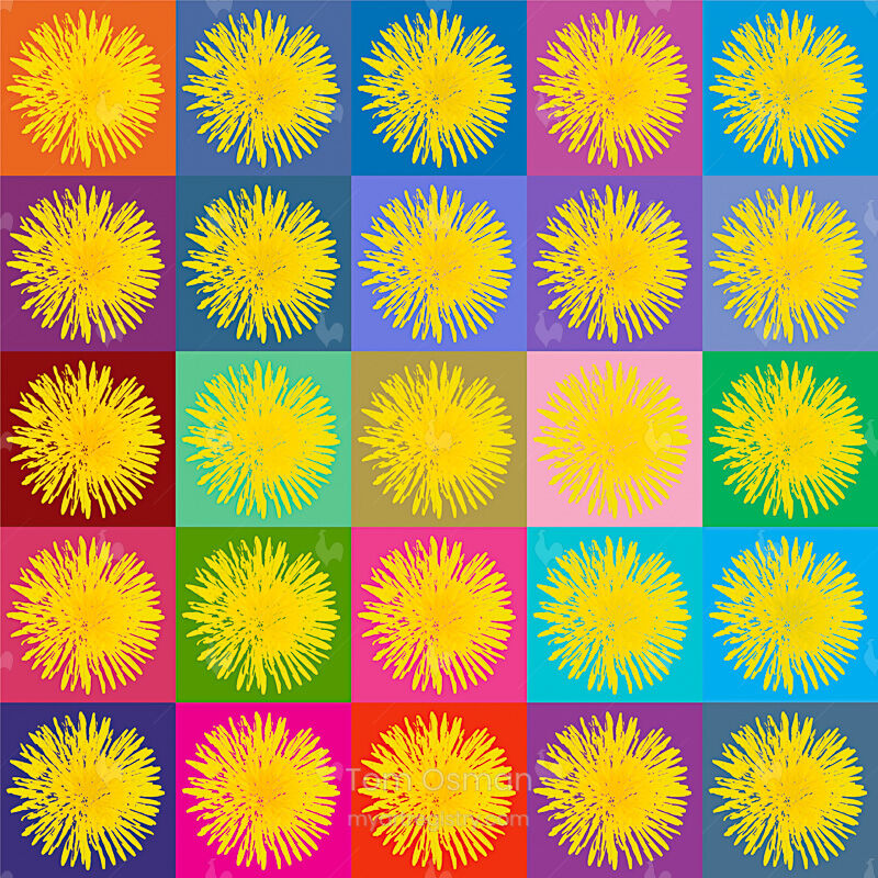 Dandelions